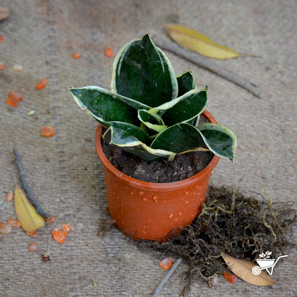Sansevieria Black Futura Goldedge Plant 2 Sansevieria Black Futura Goldedge Plant - Image 2