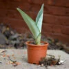 Sansevieria Moonshine Plant