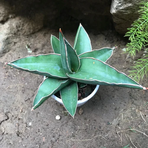 Sansevieria Ehrenbergii Banana Plant -Plant Life Decor Shop Sansevieriaehrenberghii 3 scaled