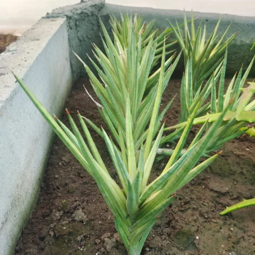 Sansevieria Francisii Variegated Plant