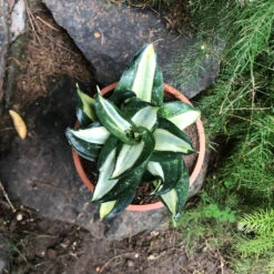 Sansevieria Trifasciata Hahnii Streaker Plant