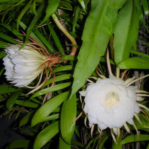 Epiphyllum Oxypetalum Queen Of The Night Plant