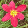 Rain Lily 'Scarlet O'hara' (Bulbs)