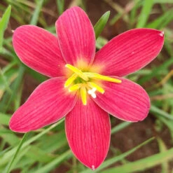 Rain Lily 'Scarlet O'hara' (Bulbs)