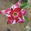 Scarlet Blaze Adenium Plant