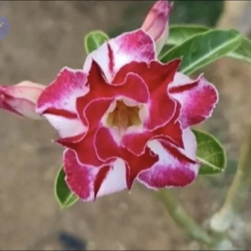 Scarlet Blaze Adenium Plant