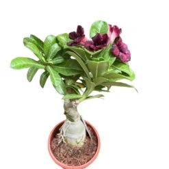 Scarlet Tanager Adenium Plant -Plant Life Decor Shop Scarlet Tanager Adenium 1