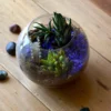 Sea Of Haworthia Terrarium Kit