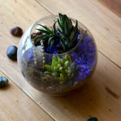 Sea Of Haworthia Terrarium Kit