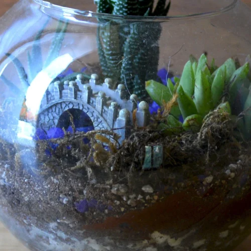 Sea Of Haworthia Terrarium Kit -Plant Life Decor Shop Sea of Haworthia 3