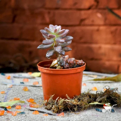 Sedeveria Pink Granite Succulent Plant