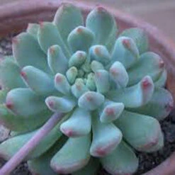 Sedeveria Blue Giant Succulent Plant 5 Sedeveria Blue Giant Succulent Plant -Plant Life Decor Shop Sedeveria blue Giant 1