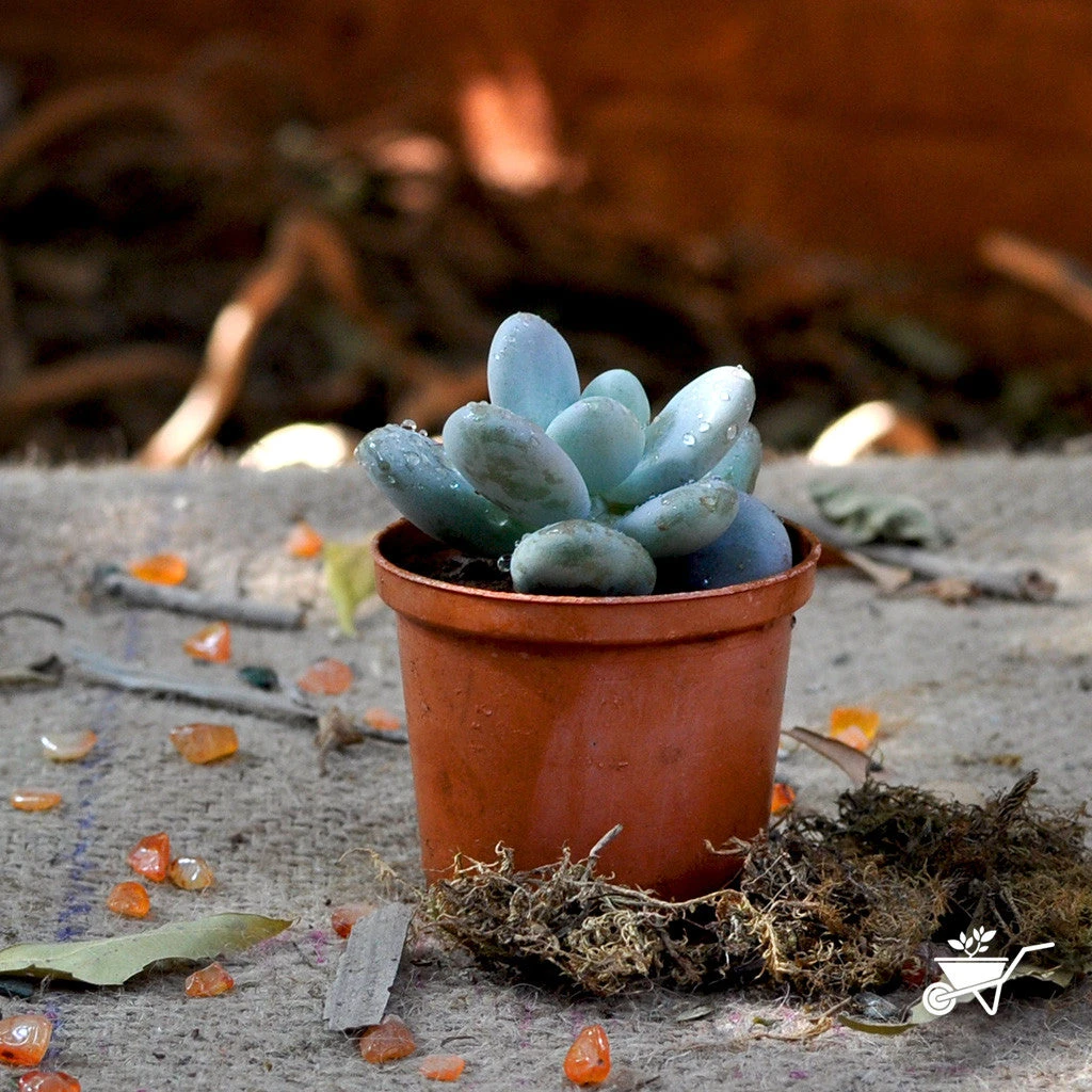 Sedeveria Blue Giant Succulent Plant 2 Sedeveria Blue Giant Succulent Plant - Image 2