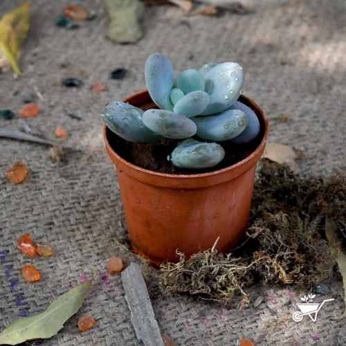 Sedeveria Blue Giant Succulent Plant