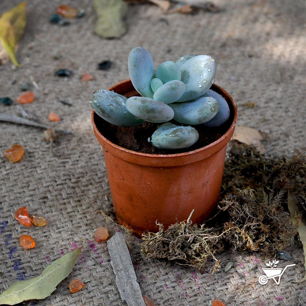 Sedeveria Blue Giant Succulent Plant 1 Sedeveria Blue Giant Succulent Plant