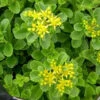 Sedum Acre Succulent Plant