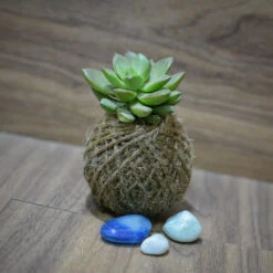 Kokedama Moss Ball Sedum Plant