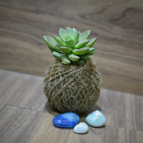 Kokedama Moss Ball Sedum Plant