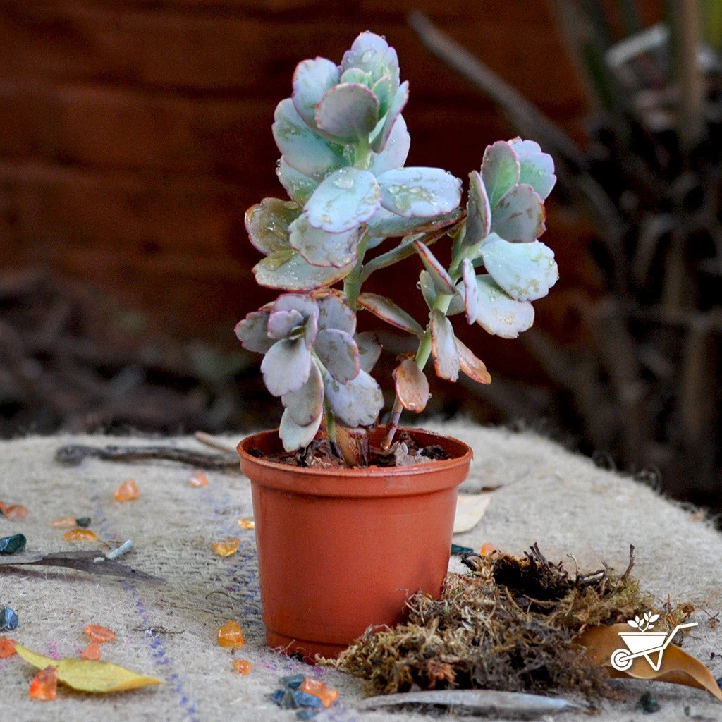 Sedum Sieboldii Succulent Plant 1 Sedum Sieboldii Succulent Plant