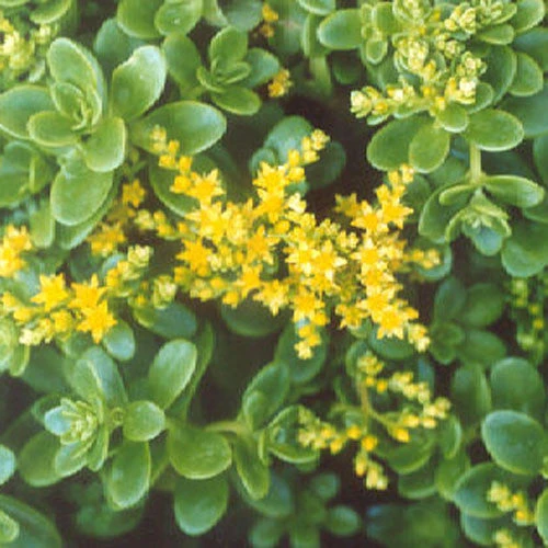Sedum Confusum Green Succulent Plant 2 Sedum Confusum Green Succulent Plant - Image 2