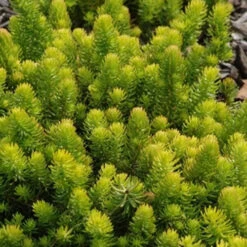 Sedum Reflexum Rocky Stonecropx Succulent Plant -Plant Life Decor Shop Sedum rupestre
