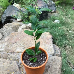 Seedless Lemon Tissue Culture Plant -Plant Life Decor Shop Seedless Lemon 1