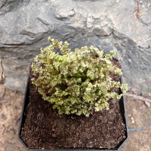 Selaginella Apoda Plant -Plant Life Decor Shop Selaginellaapoda 2