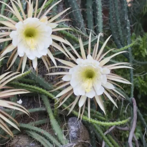 Selenicereus Grandiflorus Cactus Plant