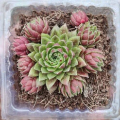 Sempervivum Montanum Succulent Plant