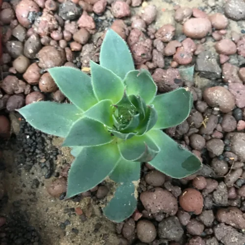 Sempervivum Tectorum Common Houseleek Succulent Plant -Plant Life Decor Shop Sempervivum Tectorum