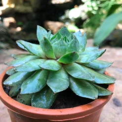 Sempervivum Tectorum Common Houseleek Succulent Plant