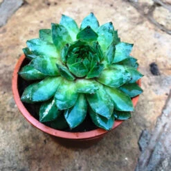Sempervivum Tectorum Common Houseleek Succulent Plant -Plant Life Decor Shop Sempervivum Tectorum big