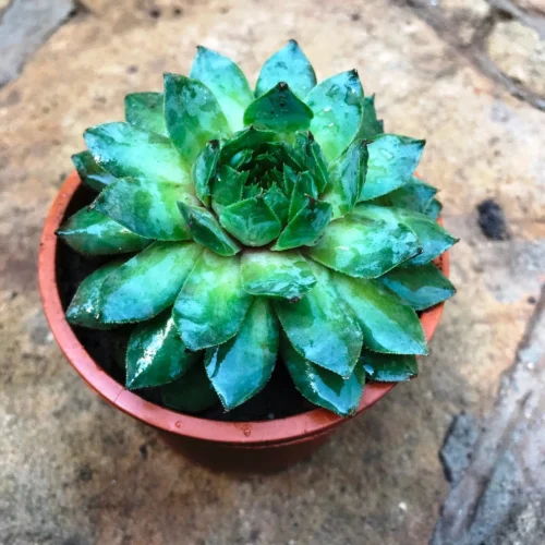 Sempervivum Tectorum Common Houseleek Succulent Plant -Plant Life Decor Shop Sempervivum Tectorum big
