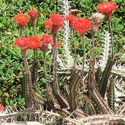 Senecio Stapeliiformis Pickle Plant Succulent Plant