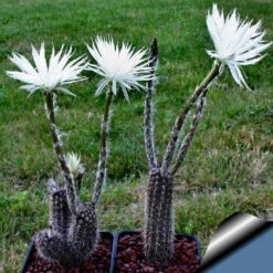 Setiechinopsis Mirabilis Flower Of Prayer Cactus Plant -Plant Life Decor Shop Setiechinopsis mirabilis