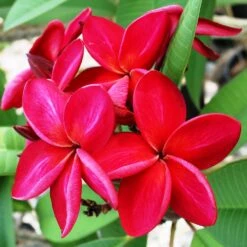 Plumeria Siam Red Champa Plant -Plant Life Decor Shop Siam red Plumeria