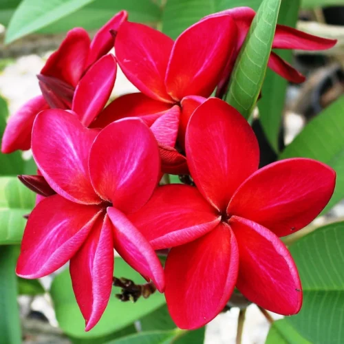 Plumeria Siam Red Champa Plant -Plant Life Decor Shop Siam red Plumeria