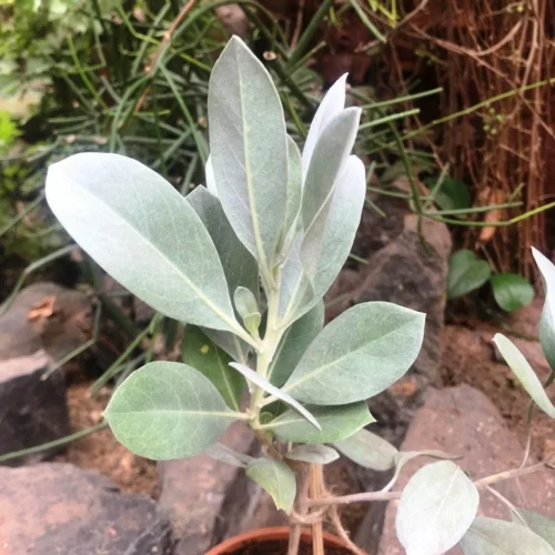 Silver Buttonwood -Plant Life Decor Shop SilverConocarpus 1