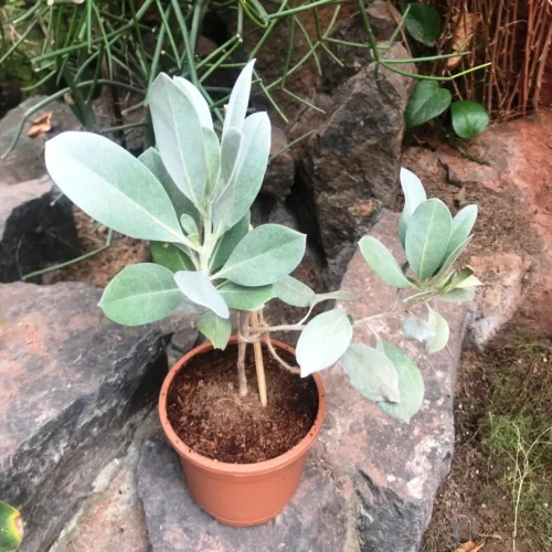 Silver Buttonwood -Plant Life Decor Shop SilverConocarpus