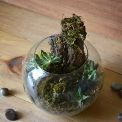 Simba's Abode Terrarium Kit