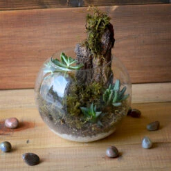 Simba's Abode Terrarium Kit -Plant Life Decor Shop Simba s Abode 3