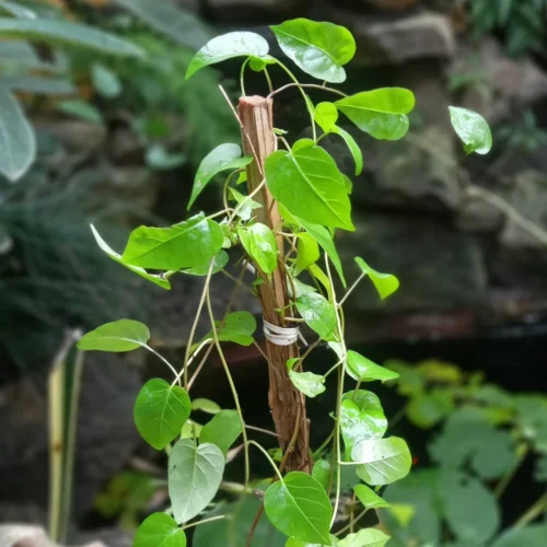 Sky Blue Cluster Vine Plant 10 Sky Blue Cluster Vine Plant -Plant Life Decor Shop Sky Cluster vine 2