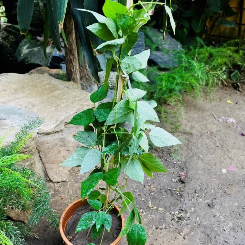 Sky Blue Cluster Vine Plant 11 Sky Blue Cluster Vine Plant -Plant Life Decor Shop Skyblueclustervine 1