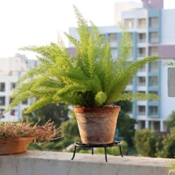 Set Of 3 Wrought Small Planter Stand -Plant Life Decor Shop Small plant Stand 3