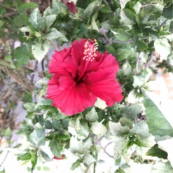 Hibiscus Variegated Snow Queen Plant