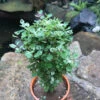 Dwarf Snowbush Plant