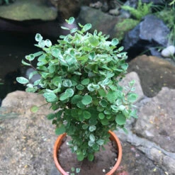 Dwarf Snowbush Plant