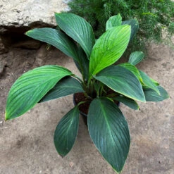 Peace Lily Sensation Plant