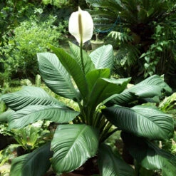 Peace Lily Sensation Plant -Plant Life Decor Shop Spathiphyllum Sensation 3
