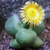 Pleiospilos Nelii Schwantes Split Rock Succulent Plant